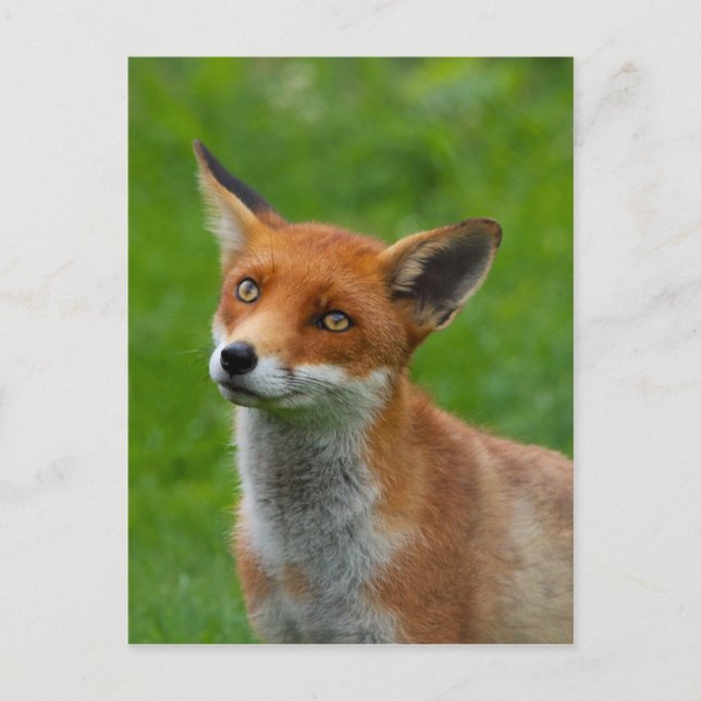 Carte Postale Red Fox (Devant)