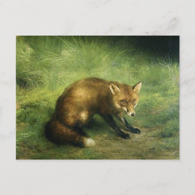 Carte postale Red Fox (Devant)