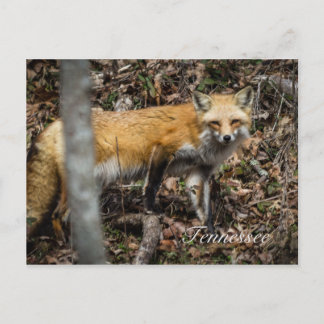 Carte postale Red Fox
