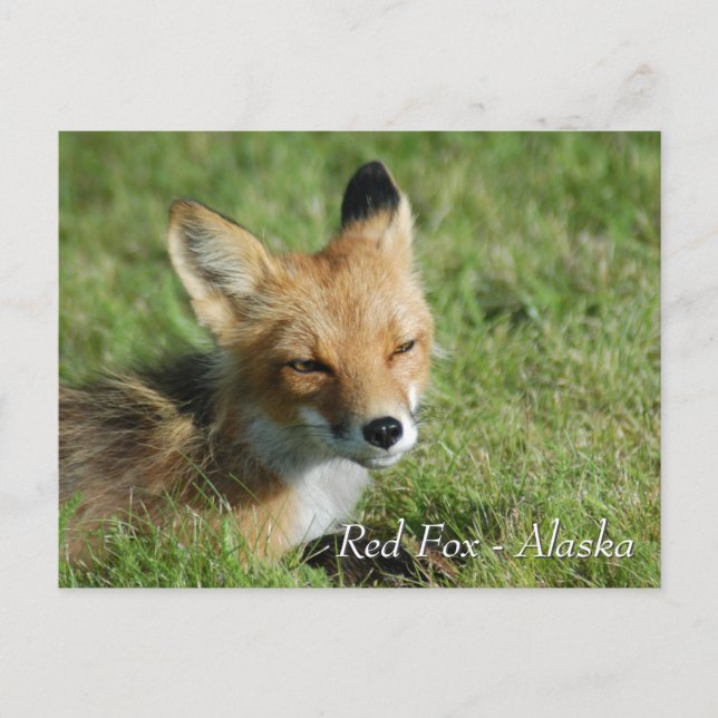 Carte Postale Red Fox Alaska (Devant)