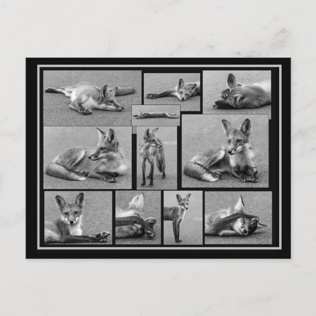 Carte Postale Red Fox Collage noir et blanc (Devant)