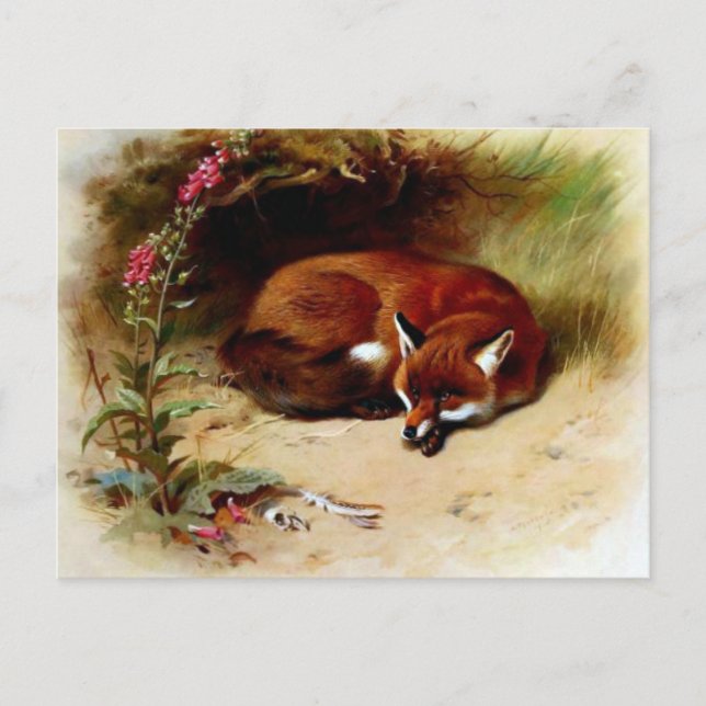 Carte Postale Red Fox in Front of Her Den (Devant)