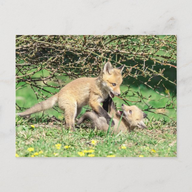 Carte Postale Red Fox Kits Jouer (Devant)