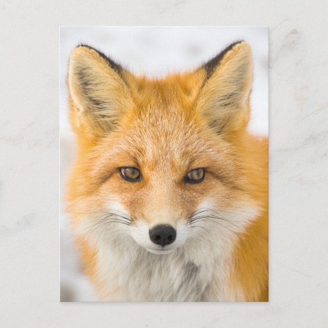 Carte Postale Red Fox Portrait (Devant)