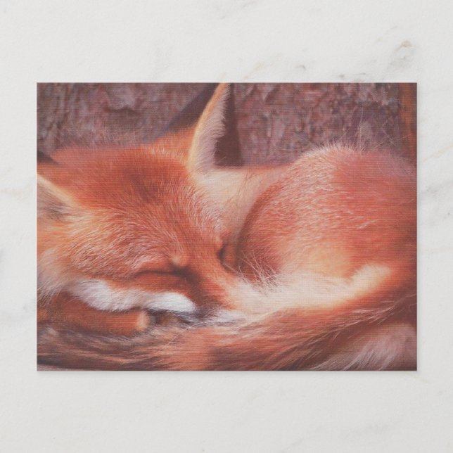 Carte Postale Red Fox POSTCARD (Devant)