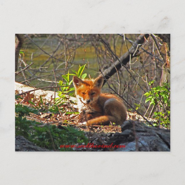Carte Postale Red Fox Pup (Devant)
