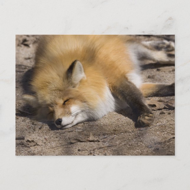 Carte Postale Red Fox Repose (Devant)