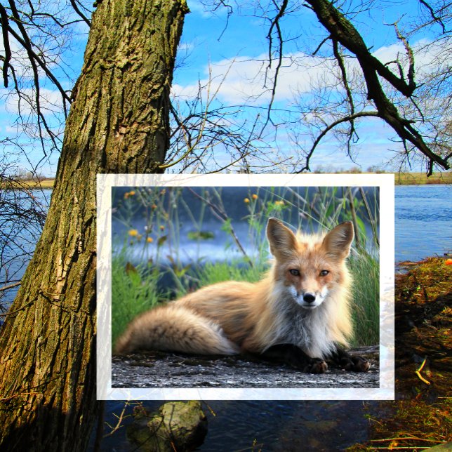 Carte Postale Red Fox Repose (Créateur téléchargé)