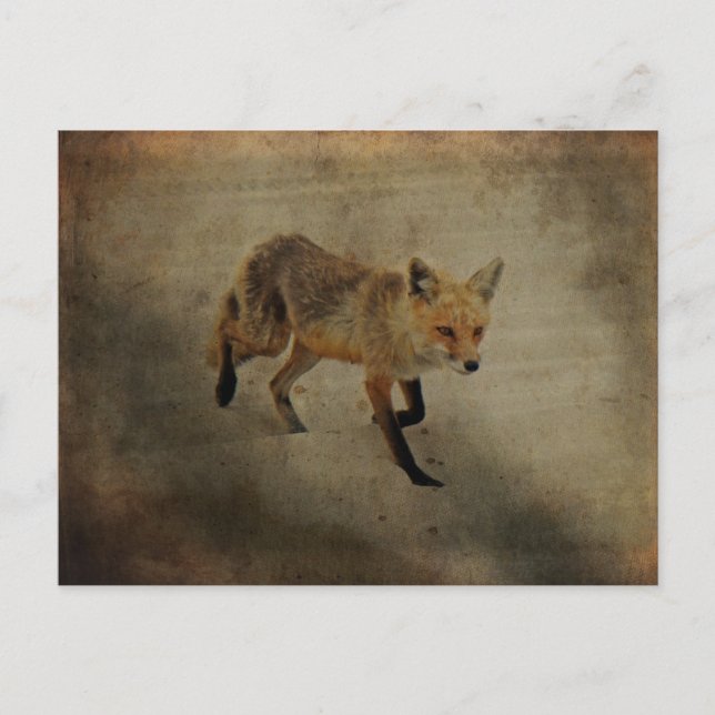 Carte Postale Red Fox Vixen - Island Beach State Park - NJ (Devant)