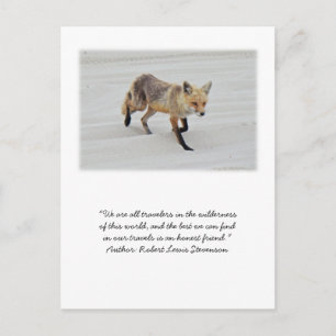 Carte Postale Red Fox Vixen - Island Beach State Park - NJ