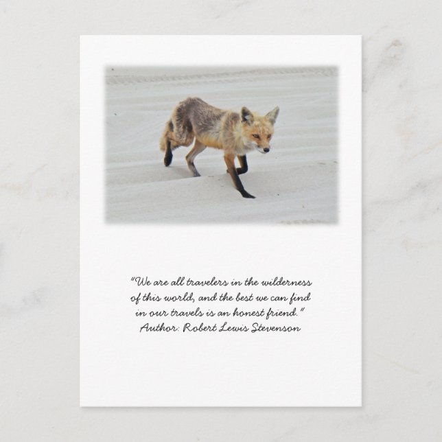 Carte Postale Red Fox Vixen - Island Beach State Park - NJ (Devant)