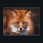Carte Postale Red Fox Wild Woodland Animal<br><div class="desc">Cette conception présente une photo d'un renard rouge.</div>