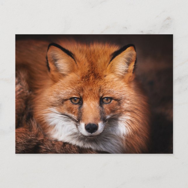 Carte Postale Red Fox Wild Woodland Animal (Devant)