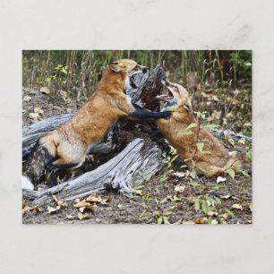 Carte Postale Red Foxes - Amour fraternel