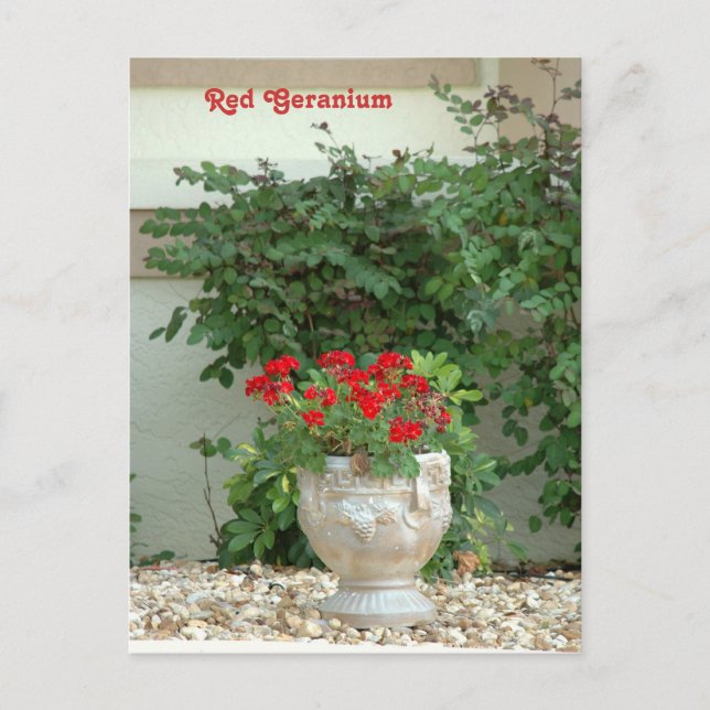 Carte postale Red Geranium (Devant)