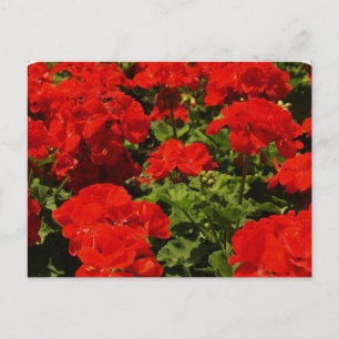 Carte postale Red Geraniums