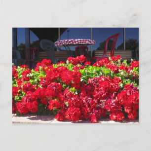 Carte postale Red Geraniums Café