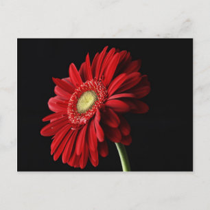 Carte Postale Red Gerber Daisy Postcard