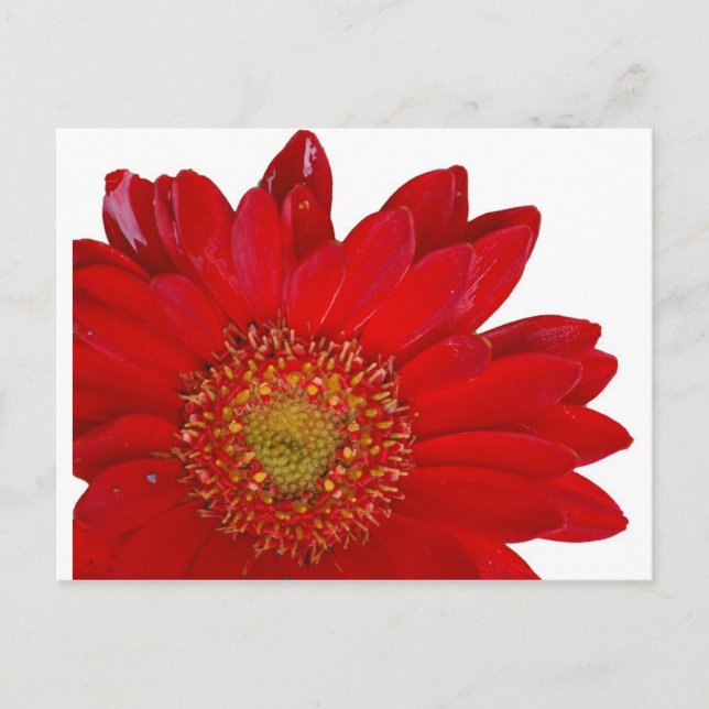 Carte Postale Red Gerbera Daisy (Devant)