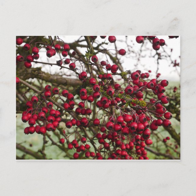 Carte postale Red Hawthorn Berries (Devant)