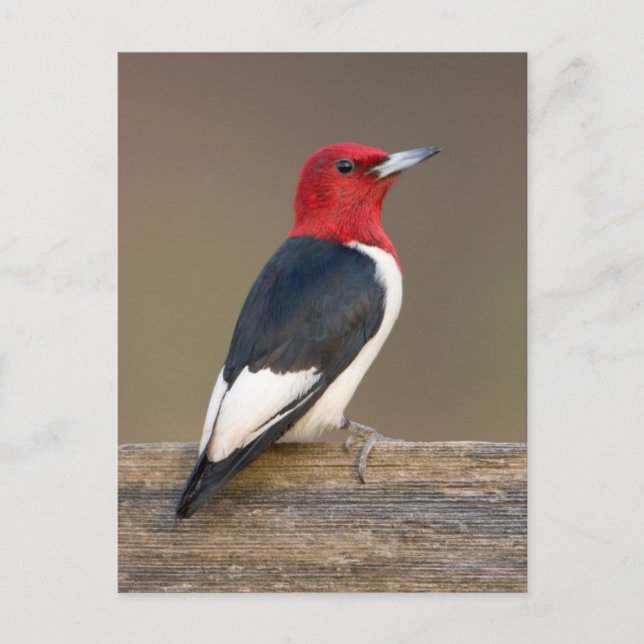 Carte Postale Red-headed Woodpecker on fence (Devant)