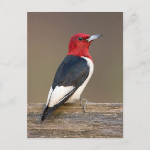 Carte Postale Red-headed Woodpecker on fence