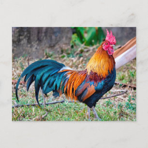 Carte Postale Red junglefowl