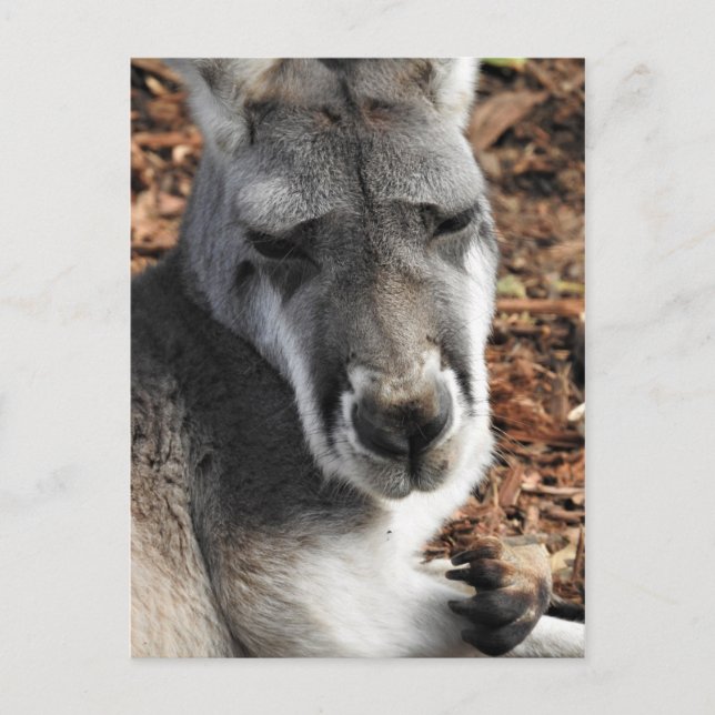 Carte Postale Red Kangaroo (Devant)