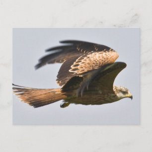 Carte postale Red Kite