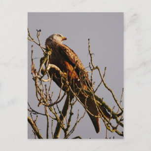 Carte postale Red Kite
