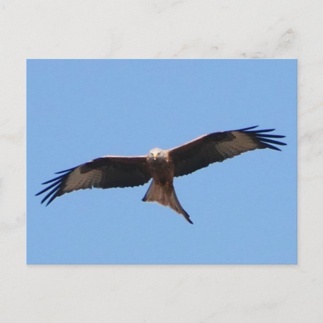 Carte postale Red Kite  (Devant)