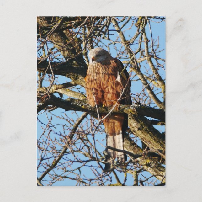 Carte postale Red Kite (Devant)