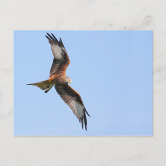 Carte postale Red Kite