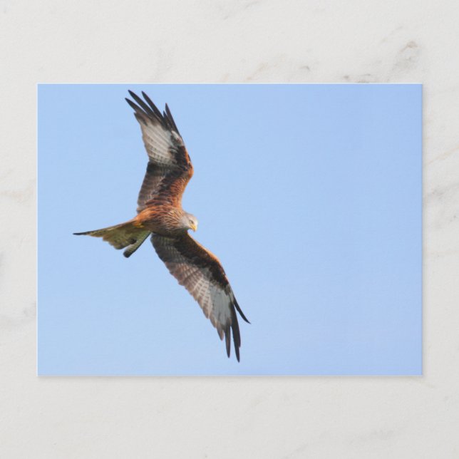 Carte postale Red Kite (Devant)
