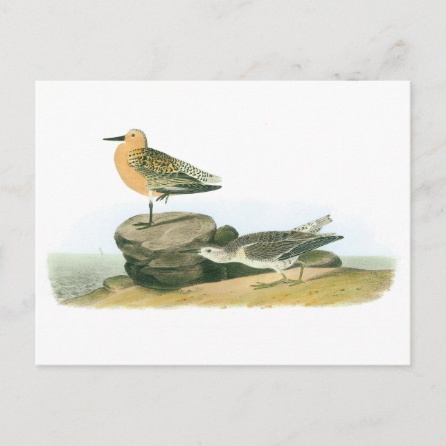 Carte Postale Red Knot par Audubon (Devant)