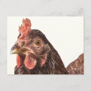 Carte Postale Red Laying Hen Chicken Photo