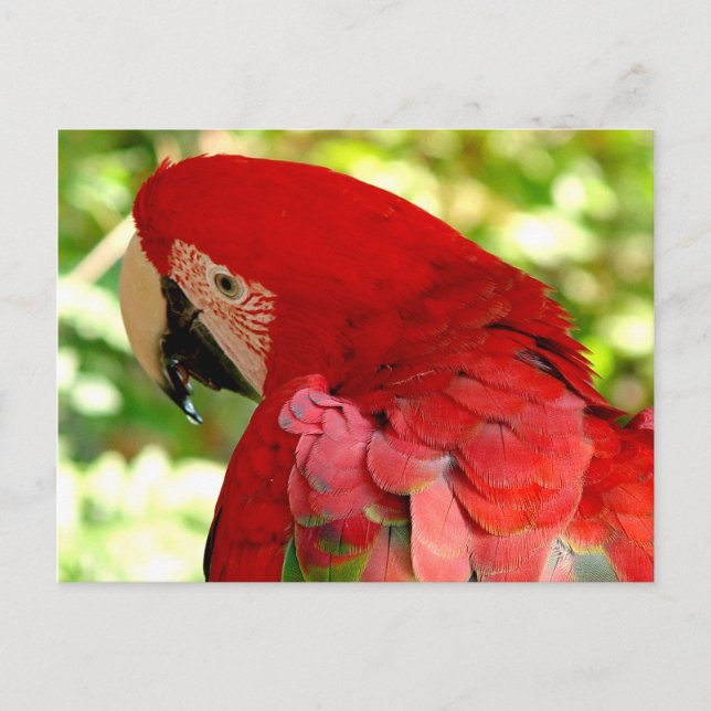 Carte postale Red Macaw Parrot (Devant)