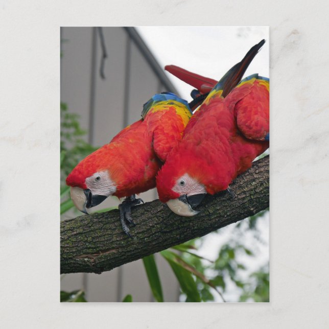 Carte Postale Red Macaws 2.JPG (Devant)