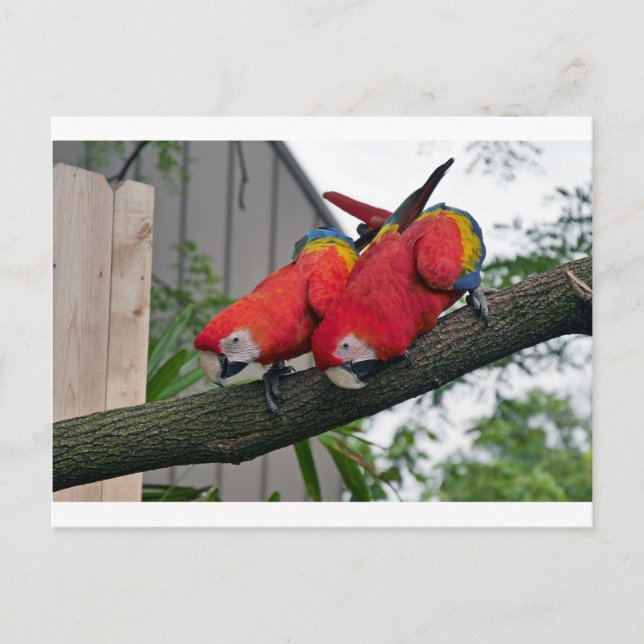 Carte Postale Red Macaws 2.JPG (Devant)