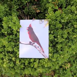 Carte Postale Red Northern Cardinal Bird