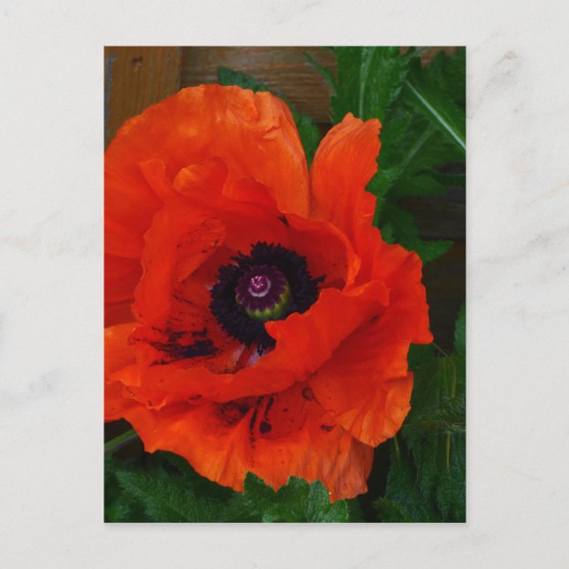 Carte Postale Red Oriental Poppy (Devant)