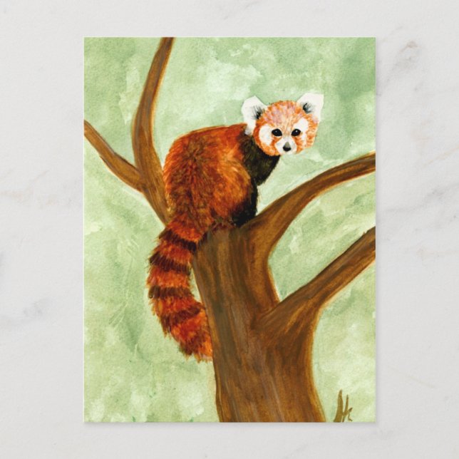 Carte postale Red Panda (Devant)