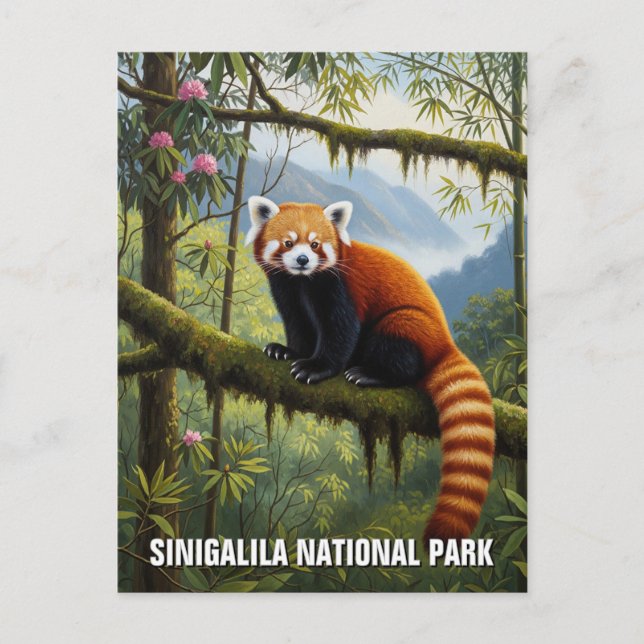 Carte Postale Red Panda dans le parc national de Singalila Voyag (Devant)