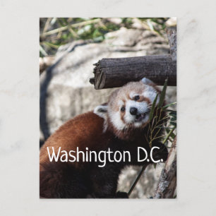 Carte Postale Red Panda et Bamboo, Washington D.C.