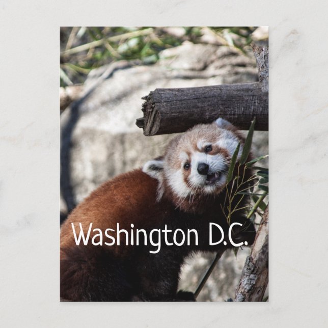 Carte Postale Red Panda et Bamboo, Washington D.C. (Devant)