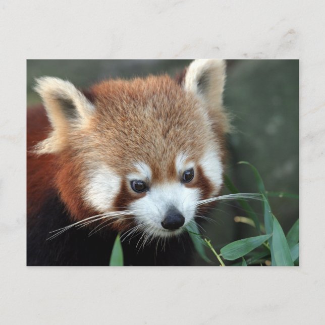 Carte Postale Red Panda, Zoo de Taronga, Sydney, Australie (Devant)
