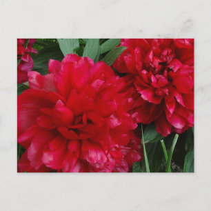 Carte postale Red Peony