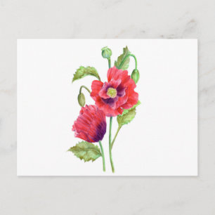 Carte Postale Red Poppies Floral Art
