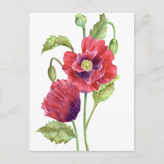 Carte Postale Red Poppies Floral Art (Devant)