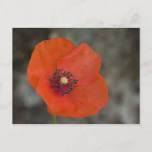 Carte Postale Red Poppy